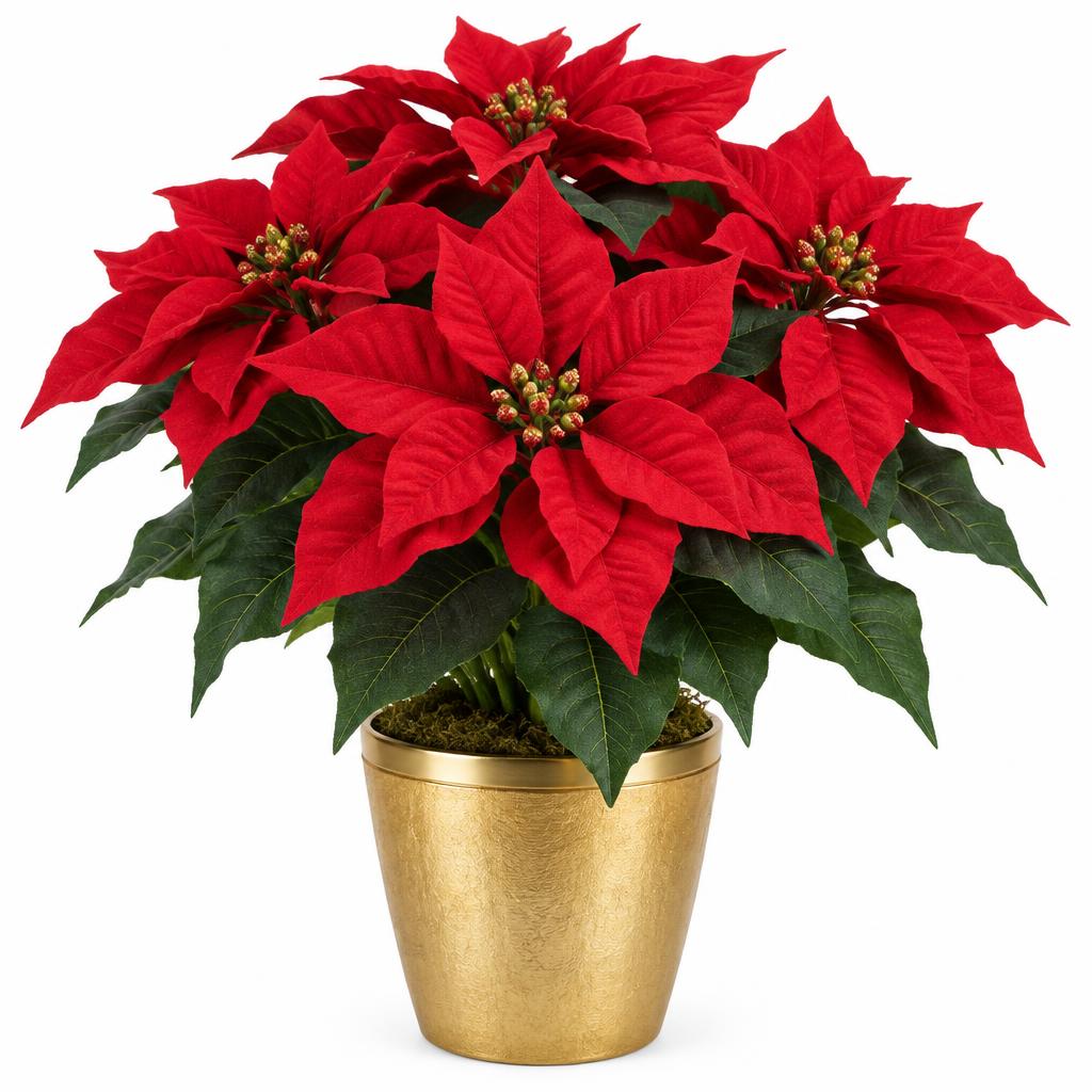 Flor de Nochebuena en Maceta Dorada